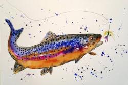 Blue Rainbow Trout